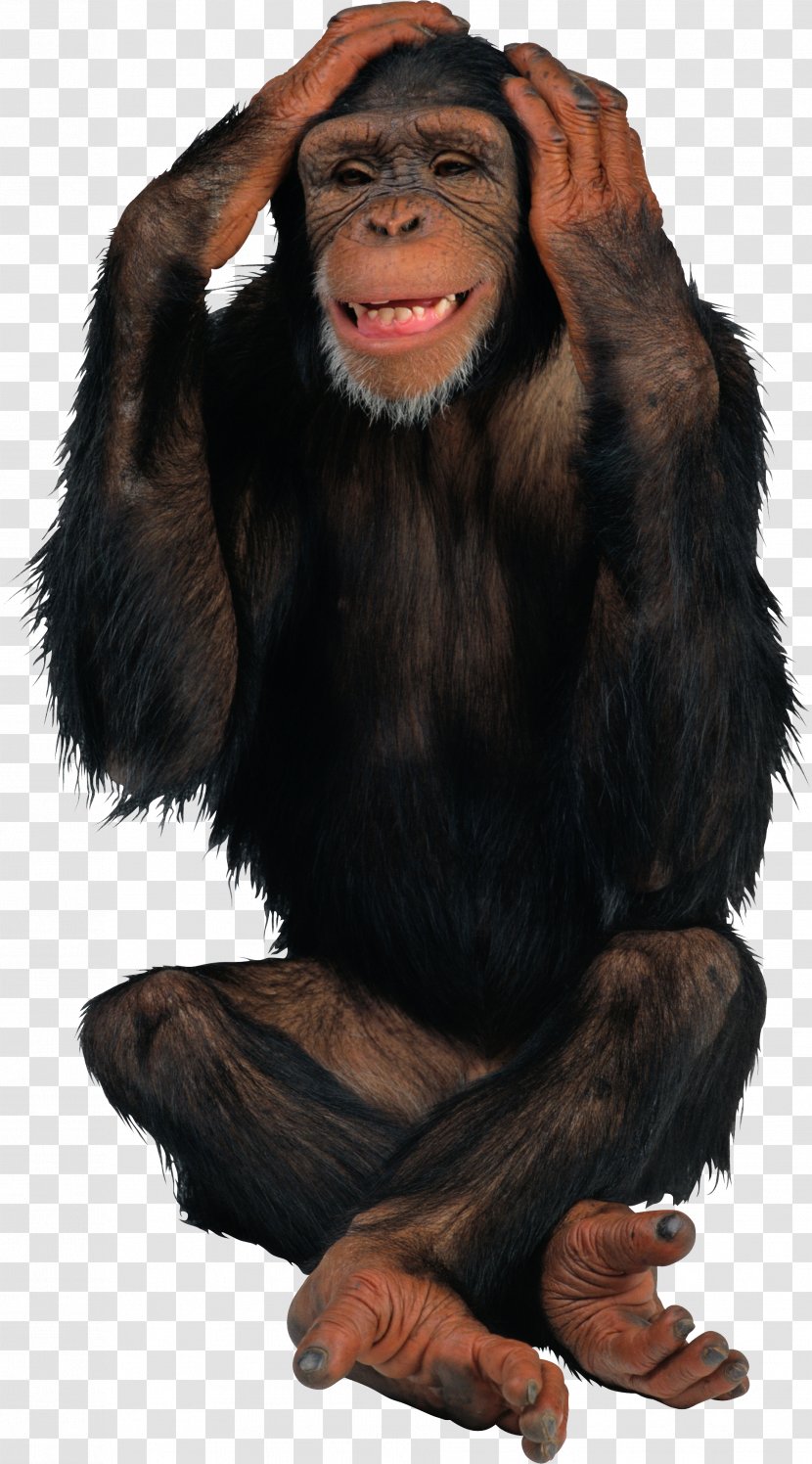 Chimpanzee Monkey Desktop Wallpaper Clip Art - Image File Formats - Black Gorilla Transparent PNG