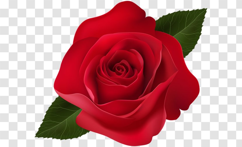 Garden Roses Centifolia Clip Art - Pink - Red Rose Decorative Transparent PNG