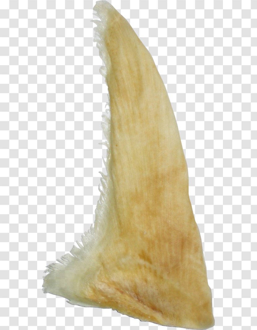 Haiwei Download Shark Fin - Search Engine - Seafood Transparent PNG