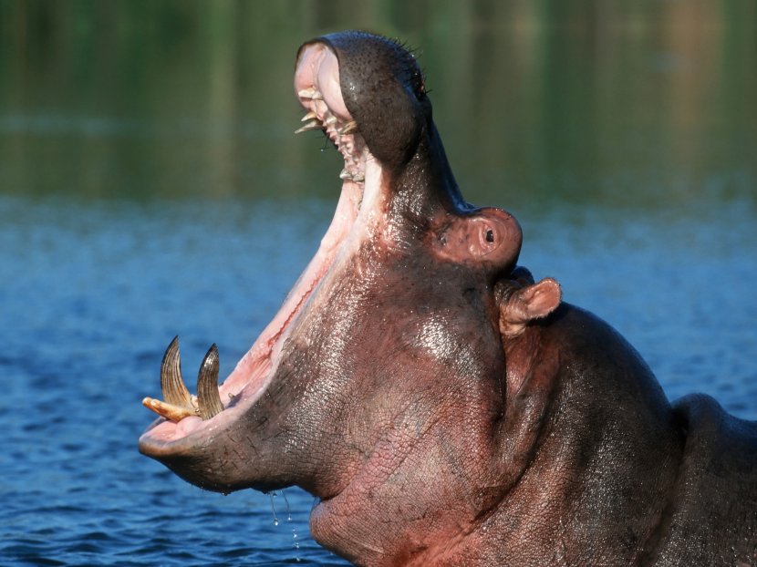 Pygmy Hippopotamus Giraffe Yawn Animal - Gorilla - Hippo Transparent PNG
