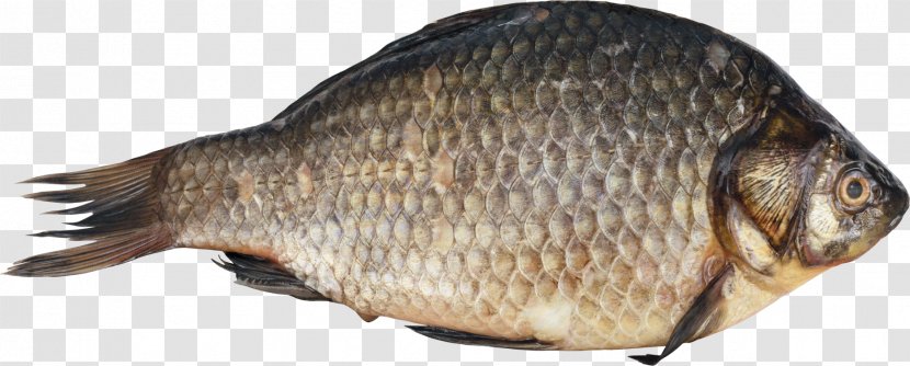 Fish Digital Image Clip Art - Carp Transparent PNG