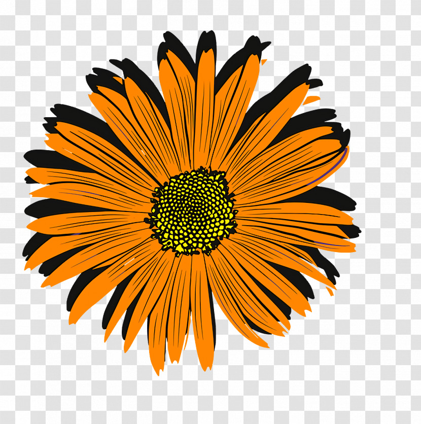Chrysanthemum Transvaal Daisy Coneflower Cut Flowers Pot Marigold Transparent PNG