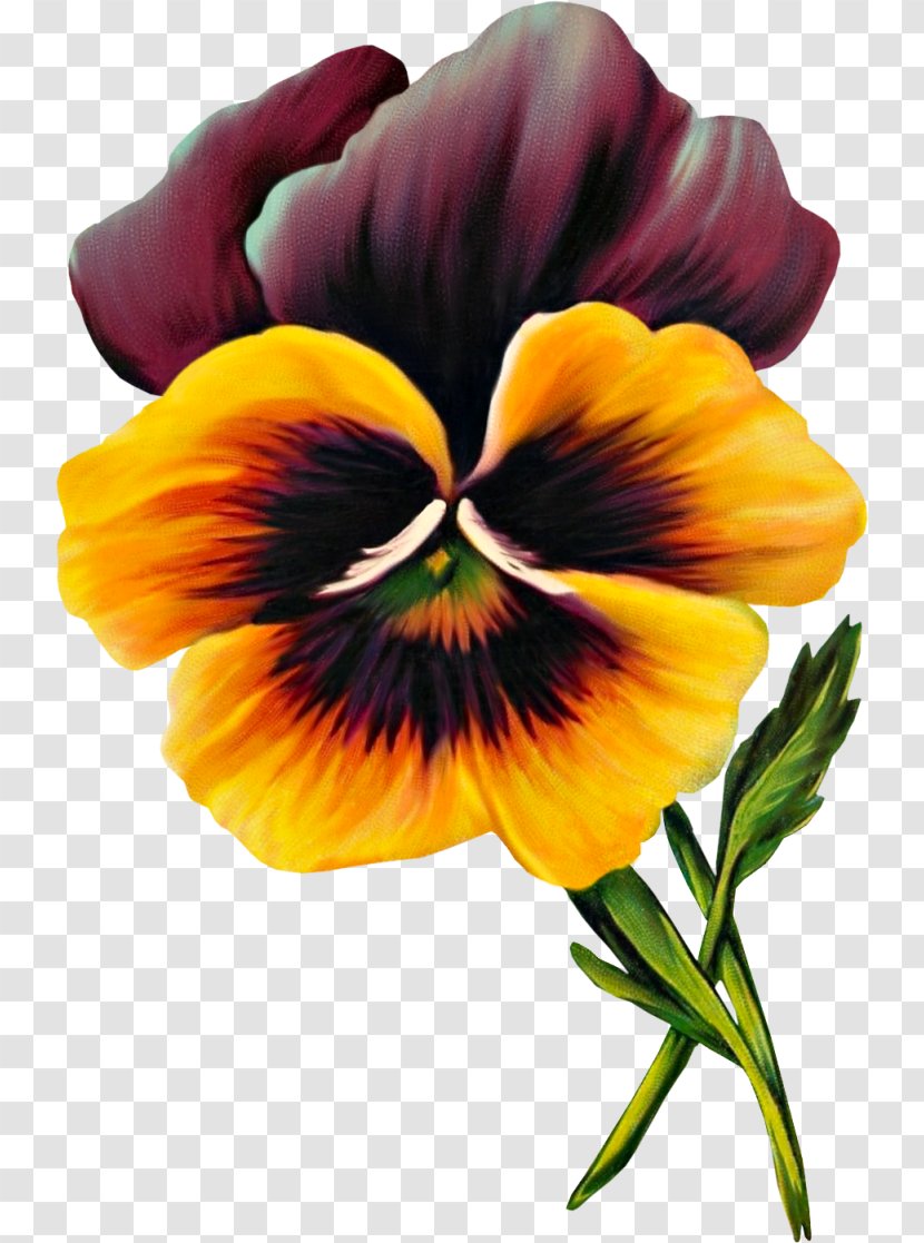 Pansy Drawing Flower Clip Art - Petal Transparent PNG