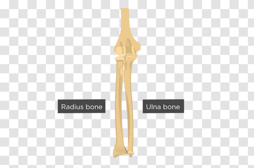 Ulna Radius Capitulum Of The Humerus Bone - Arm Transparent PNG