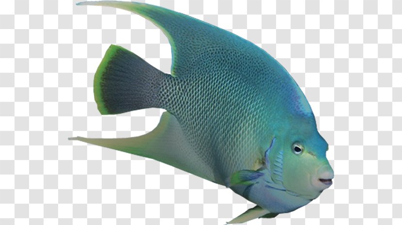 Angelfish Marine Biology Coral Reef Fish Mammal - Sustainability Transparent PNG