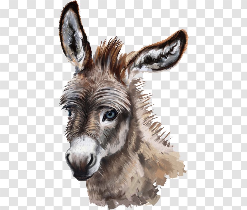 Donkey Stock Photography Drawing Transparent PNG