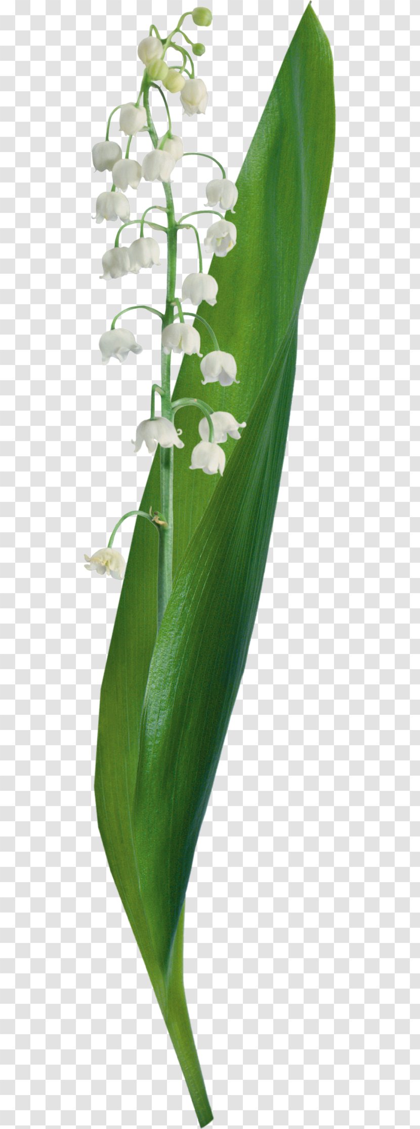 Lily Of The Valley Flower LiveInternet Venice Carnival Yandex Search - Plant Stem - Arrangement Transparent PNG