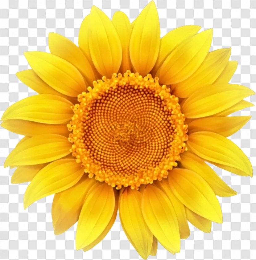 Sunflower - Common - Seed Transparent PNG
