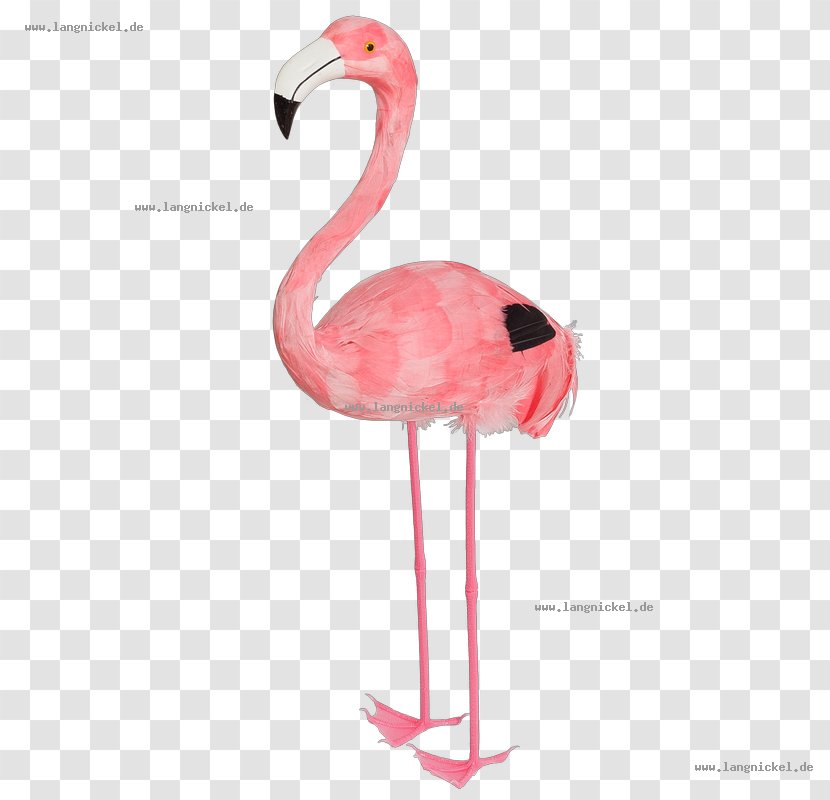 Water Bird Greater Flamingo Animal - Flamingos Transparent PNG