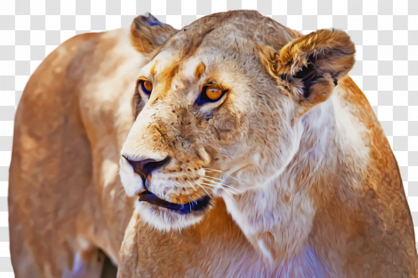 Lion Wildlife Masai Lion Snout Transparent PNG
