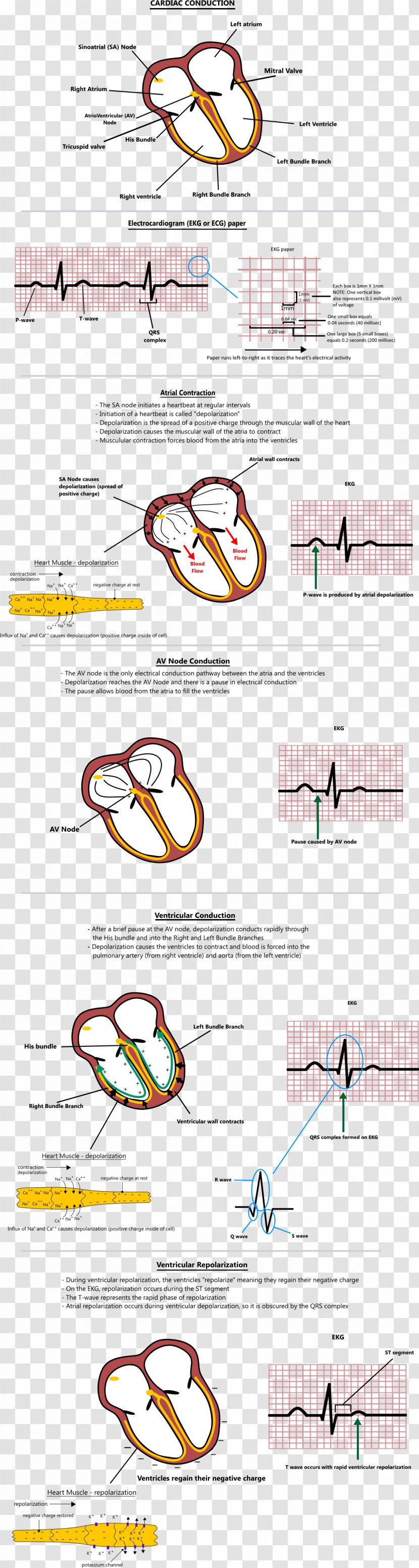 Atrial Fibrillation Heart L'ECG De A à Z Flutter - Text Transparent PNG