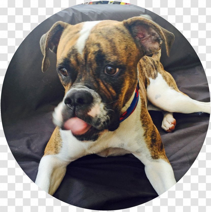 Valley Bulldog American Boxer Dorset Olde Tyme Bulldogge Puppy Transparent PNG