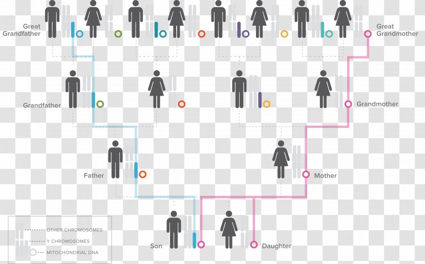 Deep Ancestry Ancestor Genealogical DNA Test Haplogroup Genetics - Family Tree - Combination Map Transparent PNG