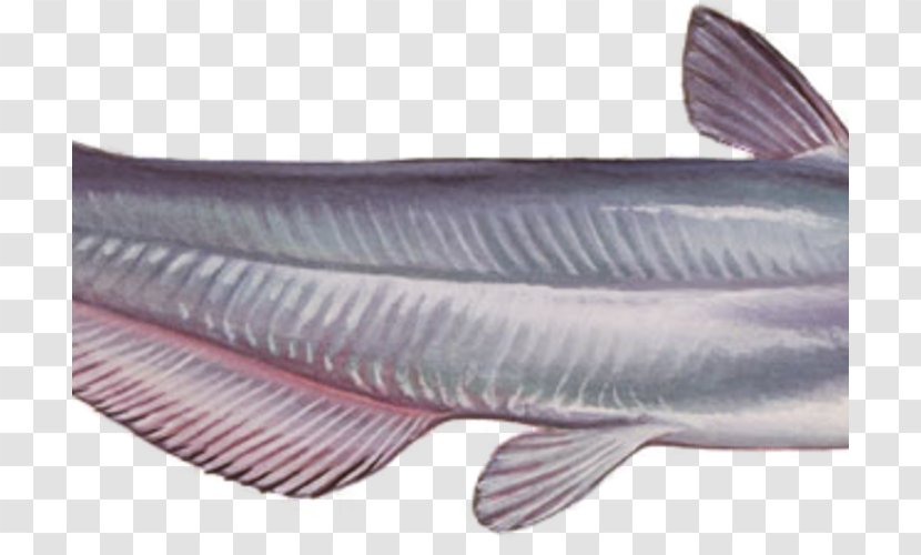 Blue Catfish Fish Products Milkfish Oily - Fin Transparent PNG