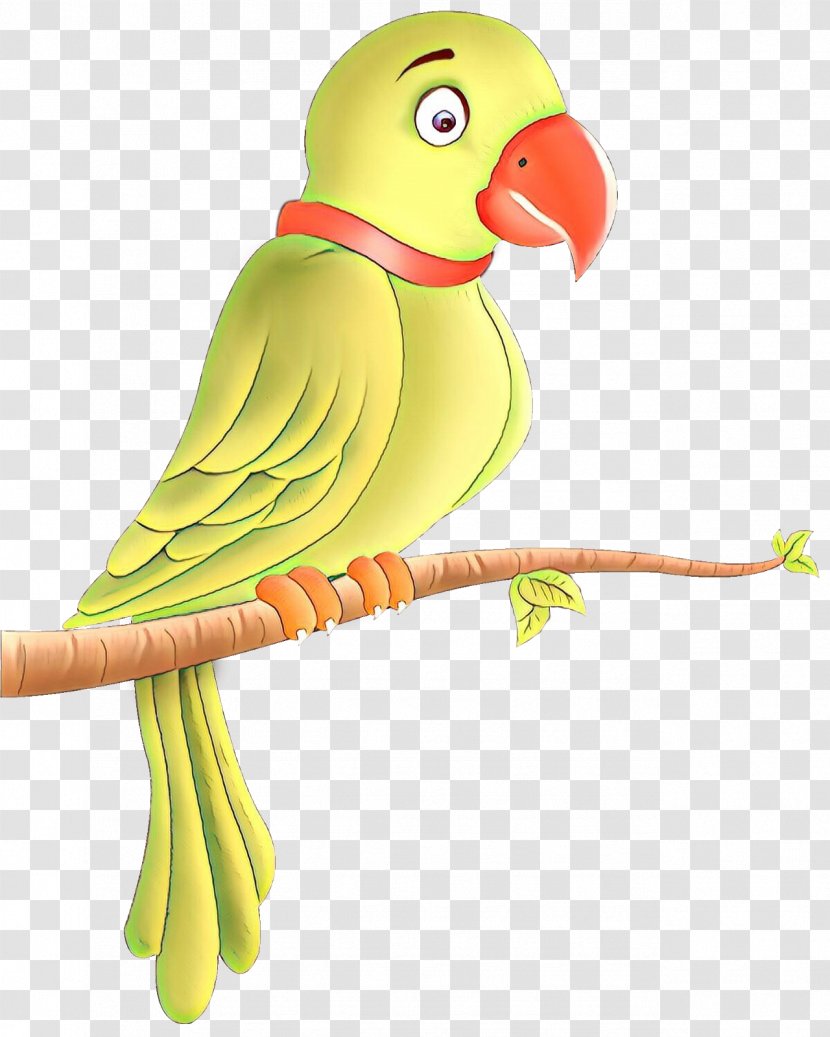 Lovebird Macaw Parakeet Beak Feather Transparent PNG