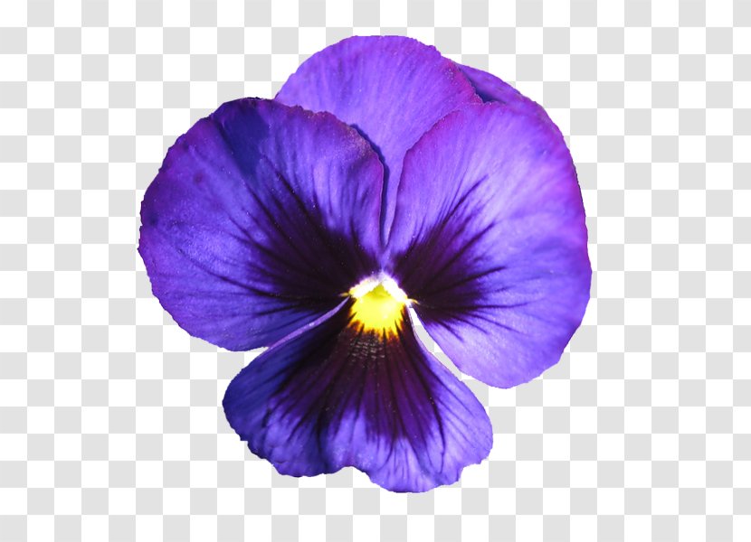 African Violet Pansy Purple Flower Sweet Transparent PNG