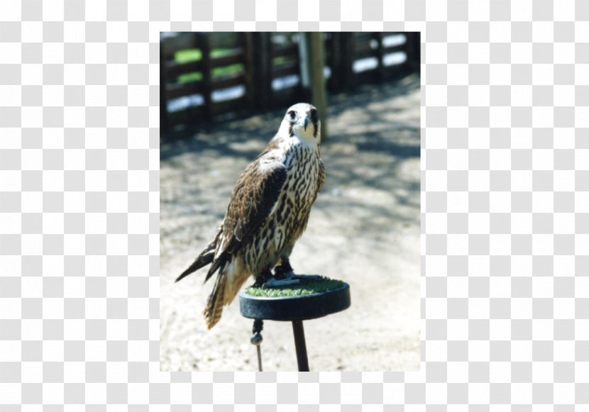 Eagle Fauna Beak Falcon Feather - Bird Of Prey Transparent PNG