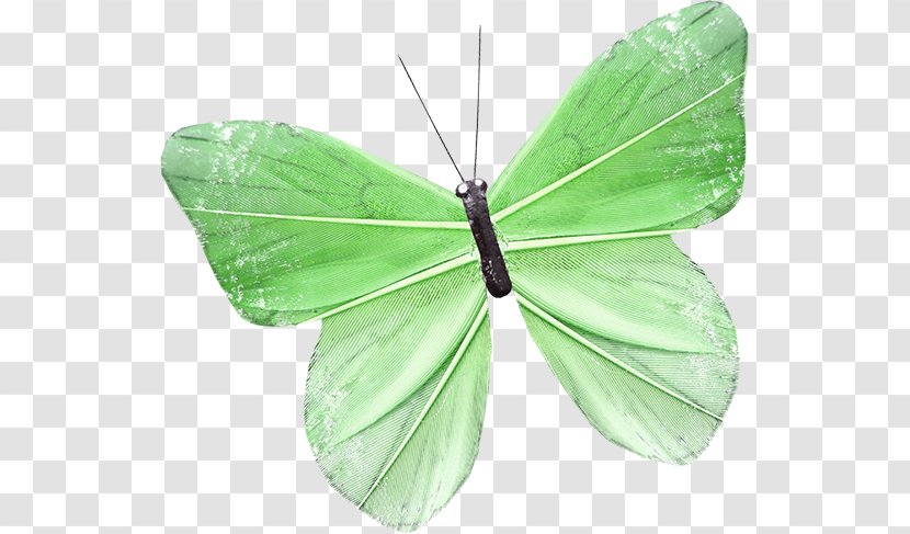Butterfly Nymphalidae Moth - Pollinator - Green Free To Pull The Material Transparent PNG
