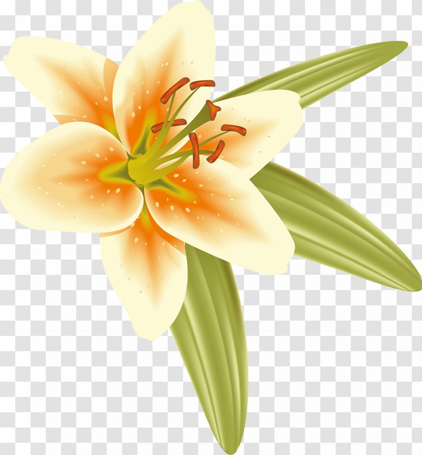Cut Flowers Liliaceae Daylily Plant - Family - Lilly Transparent PNG