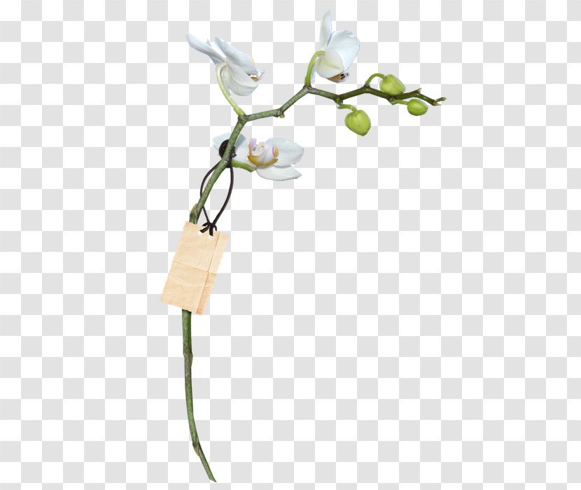 Orchids Flower WebP - Information - Floral Decoration Pattern Transparent PNG