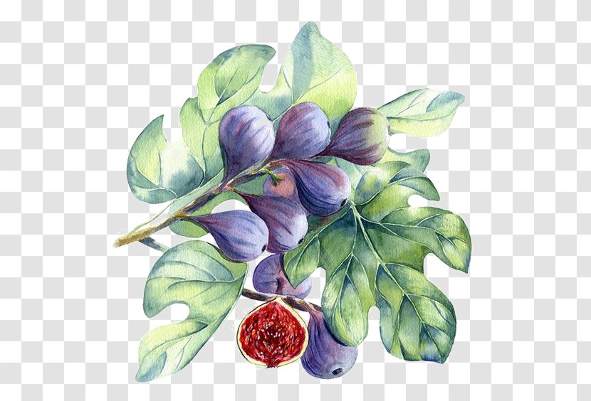 Watercolor Painting Common Fig - Paint - Drawing Berries Transparent PNG