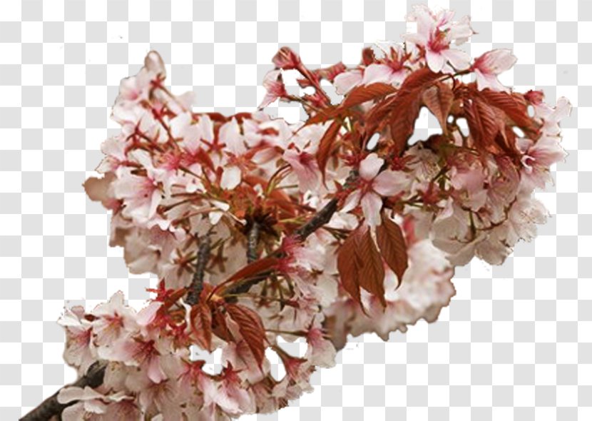 Cherry Blossom Spring Flower ST.AU.150 MIN.V.UNC.NR AD Lilac Transparent PNG