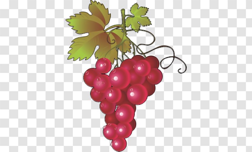 Common Grape Vine Wine Concord Leaves Transparent PNG
