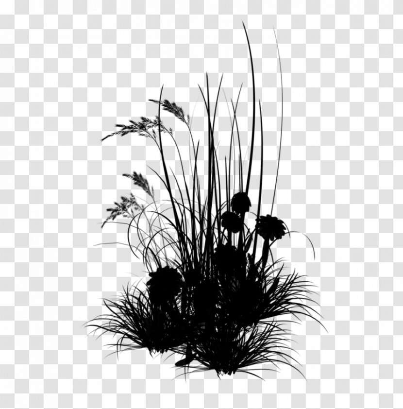 Young Living IMVU Flower Grasses Cell - Grass Family - Houseplant Transparent PNG