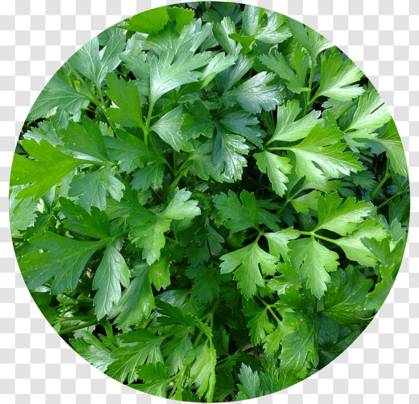 Parsley Herb Spice Vegetable Food - Sweet Cicely Transparent PNG