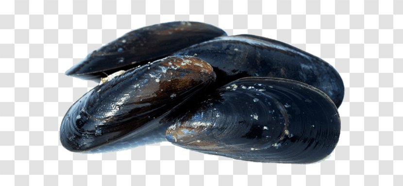 Blue Mussel Oyster Shellfish Seafood - Clam - Fish Transparent PNG