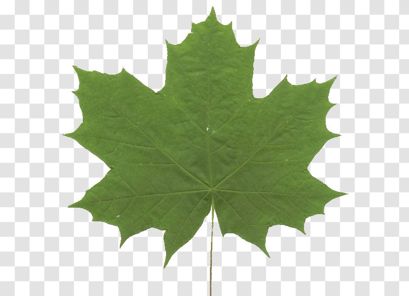 Maple Leaf Green Grape Leaves Symmetry - Plant Transparent PNG