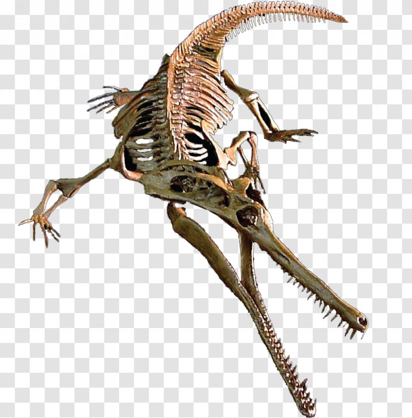 Velociraptor Champsosaurus Tyrannosaurus Judith River Formation Maiasaura - Dinosaur - 3d Teeth Transparent PNG