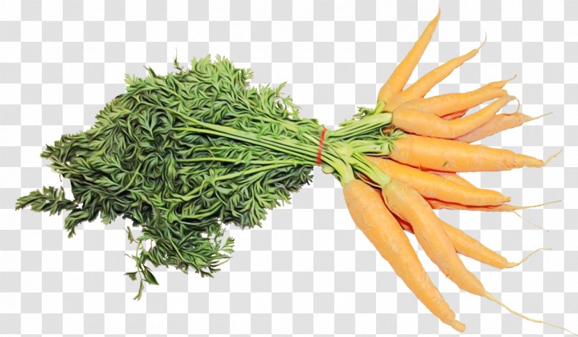 Carrot Plant Vegetable Food Ingredient - Flower Cuisine Transparent PNG