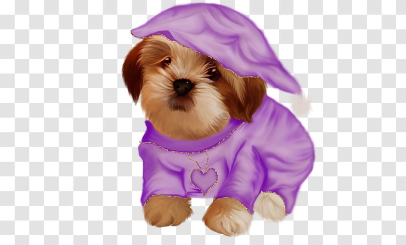 Schnoodle Shih Tzu Morkie Havanese Dog Lhasa Apso - Carnivoran - Puppy Transparent PNG