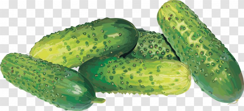 Pickled Cucumber - Cucumis - Cucumbers Transparent PNG