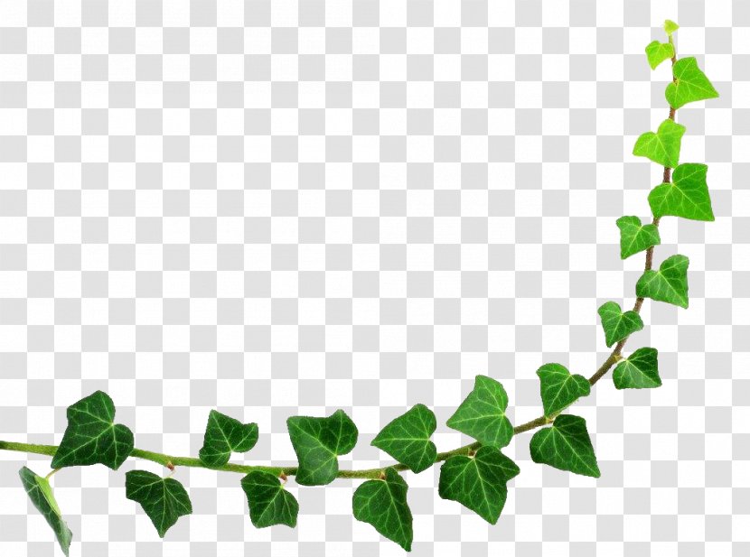 Semicircle Leaf - Plant - Green Half Circle Border Transparent PNG