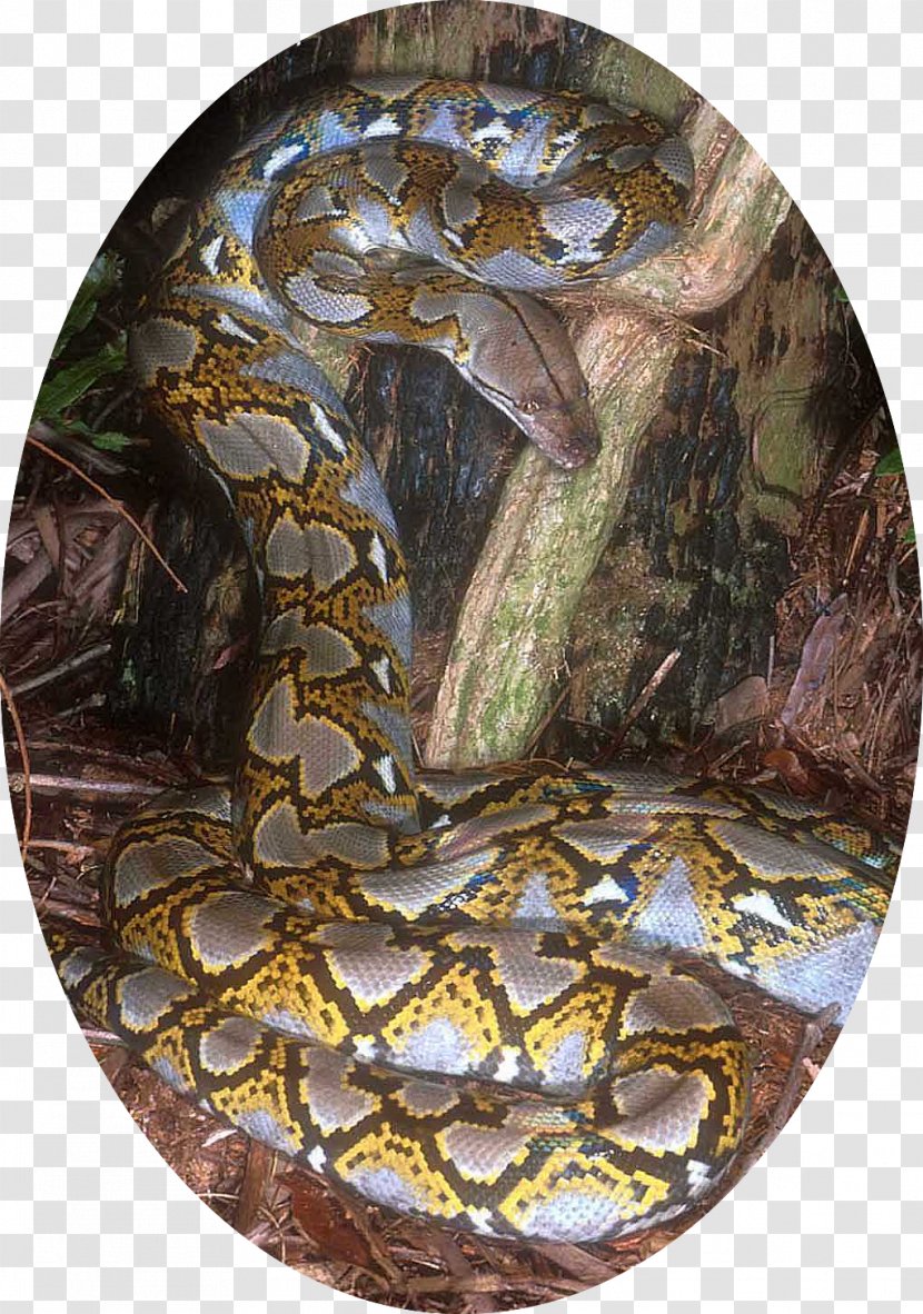 Boa Constrictor Snake Reptile Reticulated Python Burmese - African Rock Transparent PNG