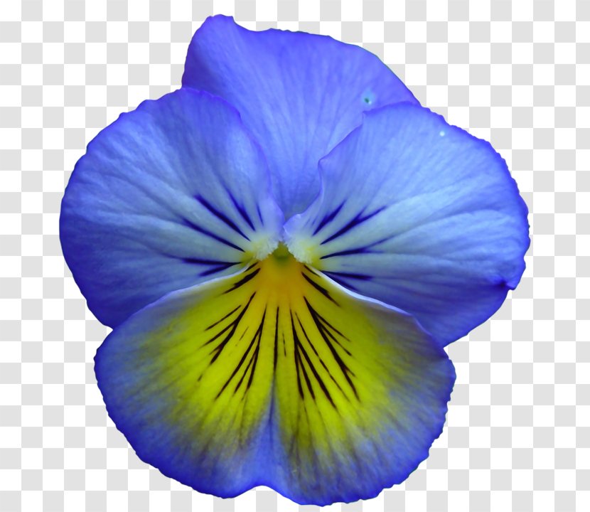 Pansy Flower Blue Yellow Clip Art - Purple Transparent PNG