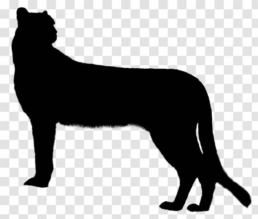 Whiskers Cat Dog Breed Terrestrial Animal - Small To Mediumsized Cats Transparent PNG