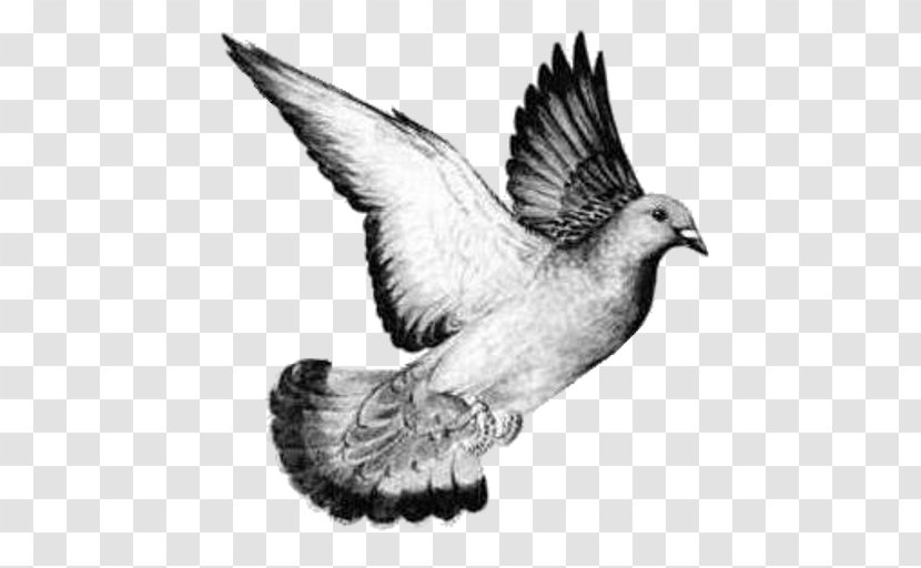 Columbidae Homing Pigeon Bird Drawing Release Dove - Wildlife Transparent PNG