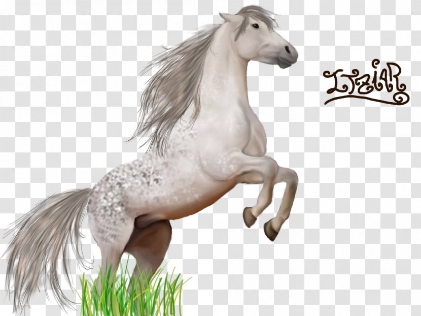 Pony Mustang Stallion Gallop Foal - Mammal Transparent PNG
