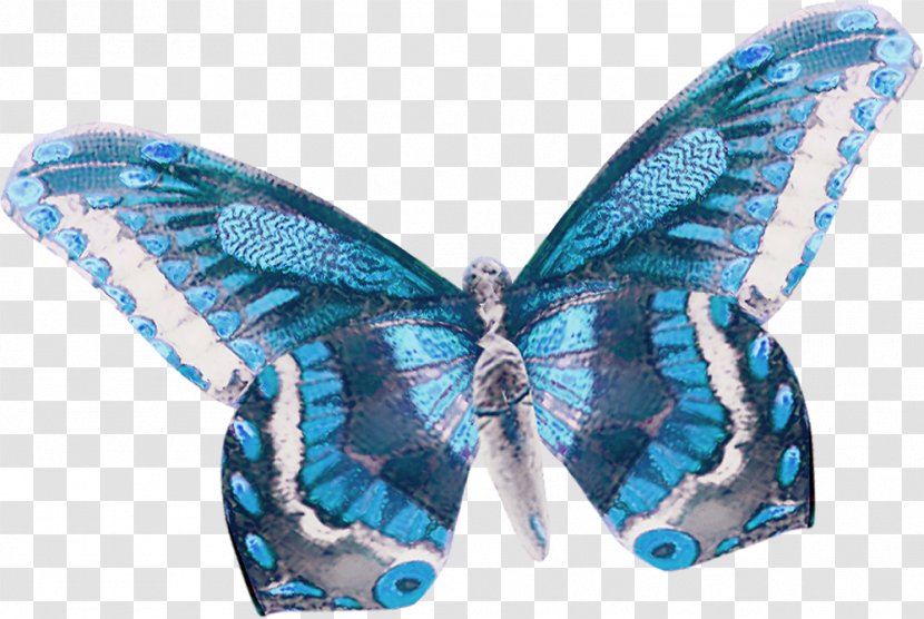 Butterfly Lycaenidae Blue Moth - Motif - Pattern Transparent PNG