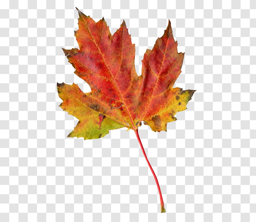 Leaf Autumn - Tree Transparent PNG