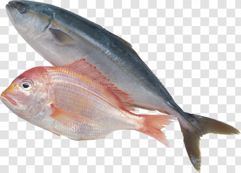 Sardine Fish Products Forage Clip Art Transparent PNG