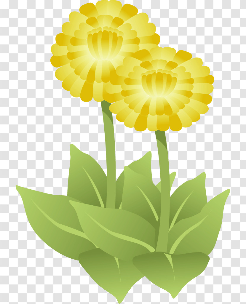 Gerbera Daisy Marguerite Transparent PNG