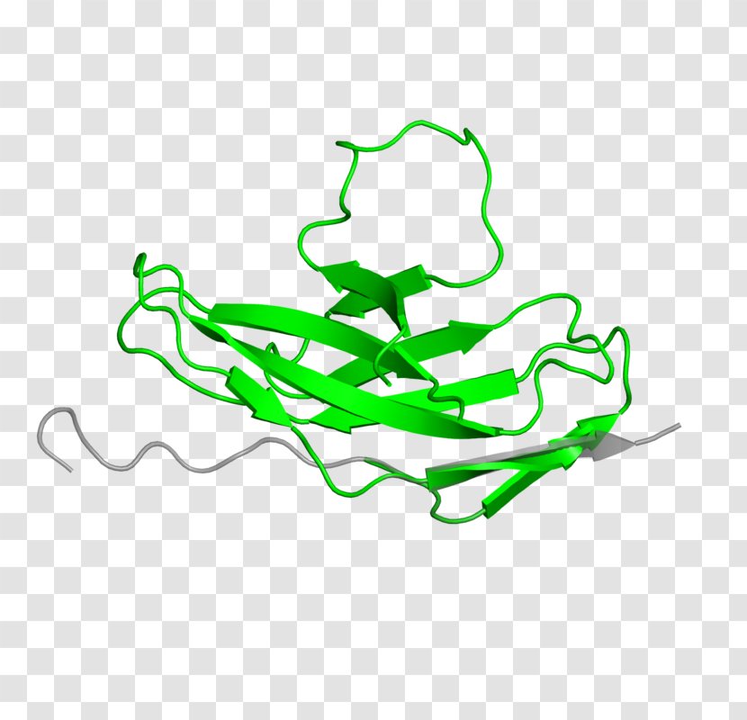 Leaf Amphibian Clip Art - Area Transparent PNG