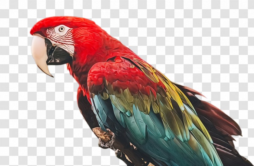 Colorful Background - Loriini - Wing Beak Transparent PNG