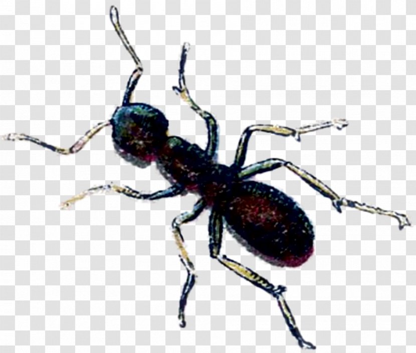 Bullet Ant Insect Image Drawing - Citra Frame Transparent PNG