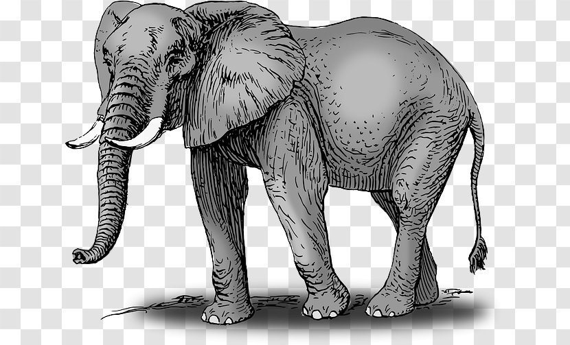 African Bush Elephant Drawing Elephantidae Clip Art - Indian - Fauna Transparent PNG