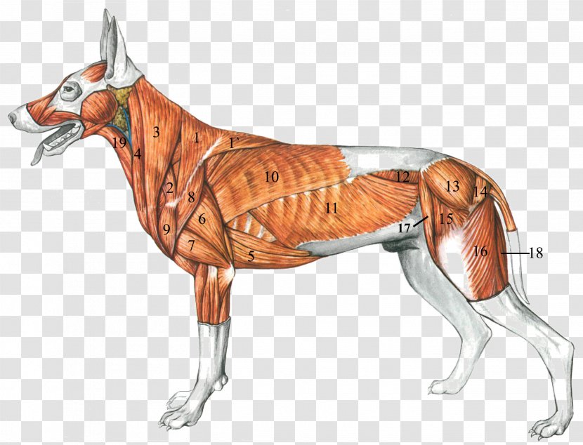 Dog Anatomy: A Coloring Atlas Muscle - Anatomy Transparent PNG
